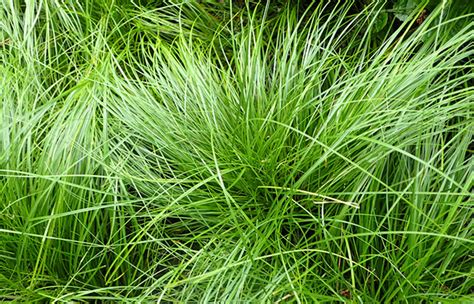 Sedge (Carex Spp.), Travnjačka Trava